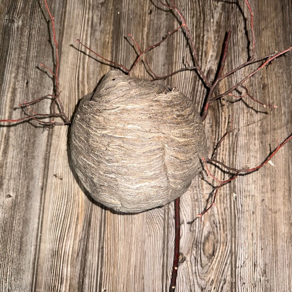 Wasp Nest, Paper Wasp, Bee Hive with Branches, Bees Nest Approximately 7 Inches Tall by 7 Inches Wide and 6 Inches High