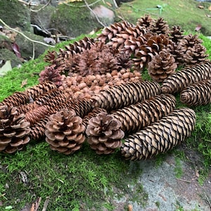 100 Real Pinecones Eastern White Pine Cones Nature Dried Small 2~4L