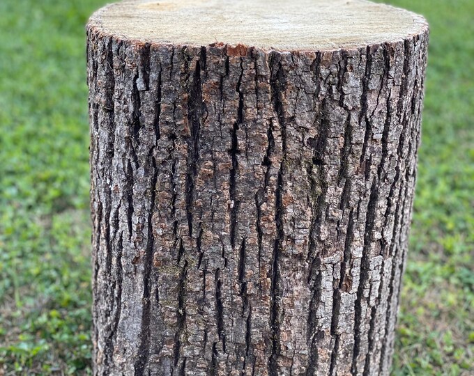 Basswood Log One Count About 14 Inches Long by 10 Inches Etsy