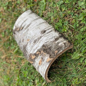 May include: A piece of birch bark, curled into a crescent shape, lies on a bed of green grass. The bark has a natural, light brown color with a distinctive white pattern.