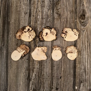 Seven Hickory Burl Slices, 7 Count, Approximately 2.5-3.5 Inches Long by 2-2.5 Inches Wide and 1/2 Inch Thick