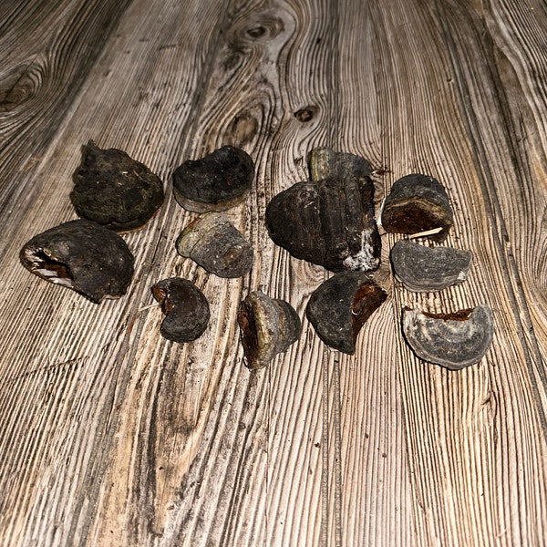 Twelve Polypores, Conks, 12 Count, Small, Approximately 1.5-2.5 Inches Long by 1-1.5 Inches Wide and 1-2 Inches Tall