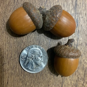 Bellotas con sombreros, roble rojo, 25 unidades, tamaño grande