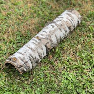 May include: A piece of birch bark with a white and brown pattern, lying on a bed of green grass.