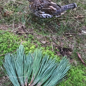 Puede incluir: Un urogallo rufo marr&oacute;n y blanco de pie en un &aacute;rea cubierta de hierba con un mont&oacute;n de agujas de pino verdes en primer plano.