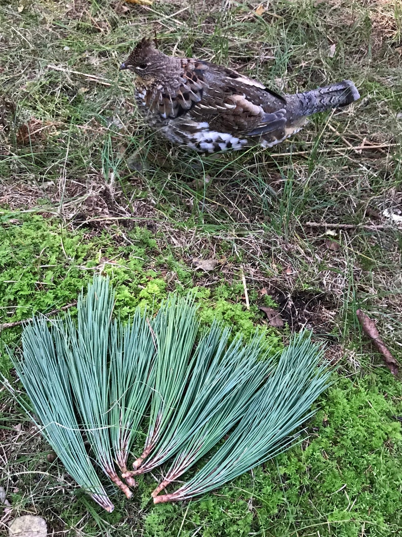 Puede incluir: Un urogallo rufo marr&oacute;n y blanco de pie en un &aacute;rea cubierta de hierba con un mont&oacute;n de agujas de pino verdes en primer plano.