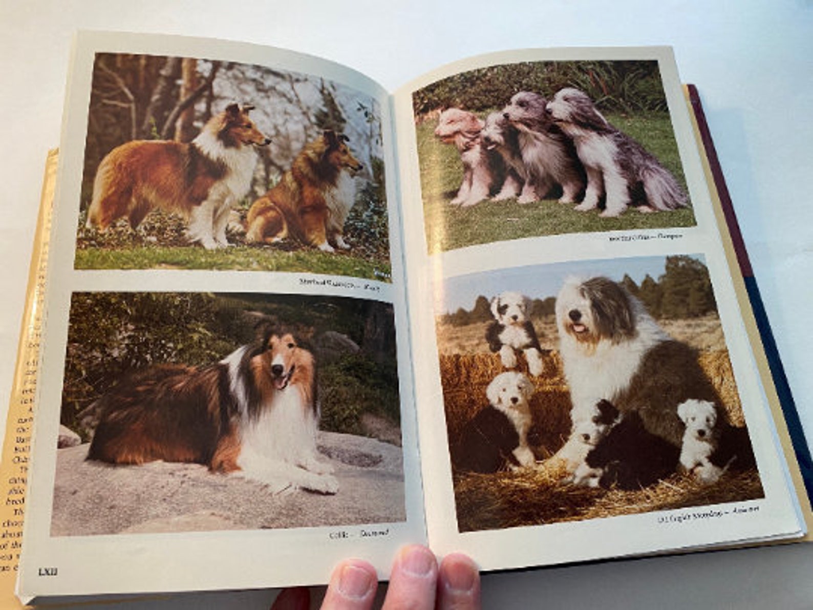96 Top Best Writers American Kennel Club Book for business