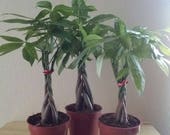 Money Tree - Feng Shui Plant Pachira Aquatica Wealth. Fresh Live Plant. Free Shipping
