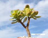 Crassula Ovata variegated Lemon and lime Jade bonsai house office plant 5 quot to 6 quot