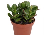 Live Crassula Ovata Potted Jade bonsai house office plant 4 quot tall Free Shipping