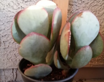 Potted Jade Plant Etsy - silver dollar jade succulent fresh crassula arborescens potted free shiping