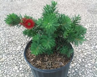 Plant Callistemon - 'Little John' - Bottlebrush Bush Live Plant. Bare root shipped. Purchase 5 get one free.