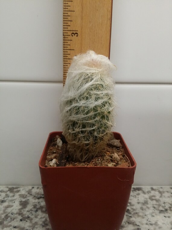 Peruvian Old Man Cactus Live Cactus Small Desk Size Etsy