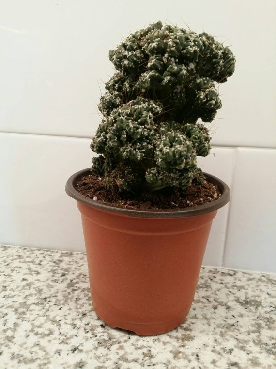 Cereus Peruvianus Cactus Knobby Cactus Windowsill Cactus Etsy