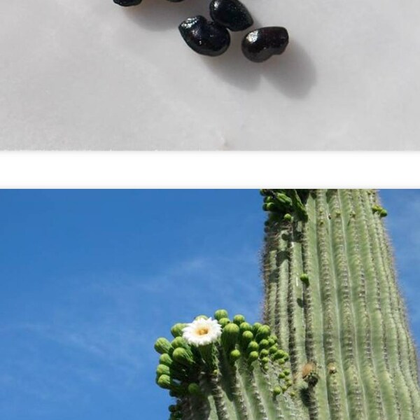 Saguaro Cactus Seeds. 25 seeds. With directions. Cactus hobby fun !