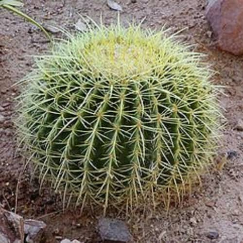 Large Golden Barrel, heavy Cactus- Echinocactus grusonii Cactus. Ships Bare Root, Free Shipping