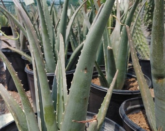 Large ALOE VERA Barbadensis Cactus Real Live Succulent - 18" plus -UNPOTTED Ships Priority mail