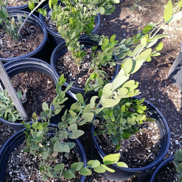 Tall Jojoba plant, tree, live, ships bare root. Healthy. Free USPS Priority shipping.