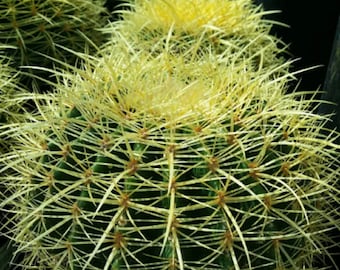 Golden Barrel Cactus- Echinocactus grusonii Medium Sz. Cactus. Bare Root, Free Shipping