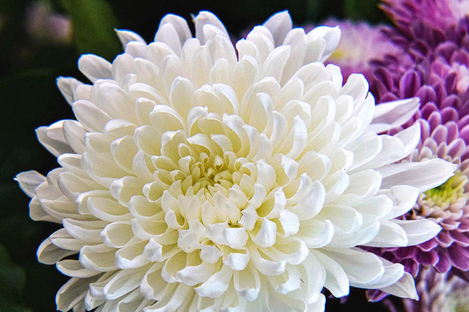 Fresh Live Beautiful Chrysanthemums Magnum Large Flowers Etsy