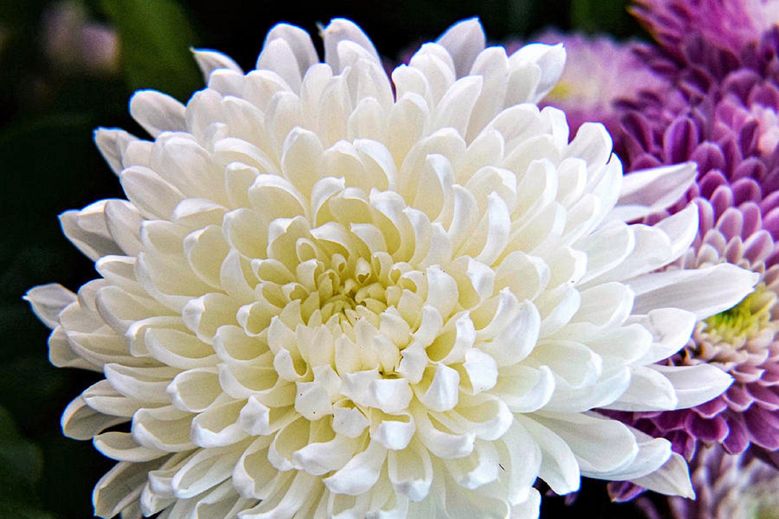 Fresh Live Beautiful Chrysanthemums Magnum Large Flowers Etsy