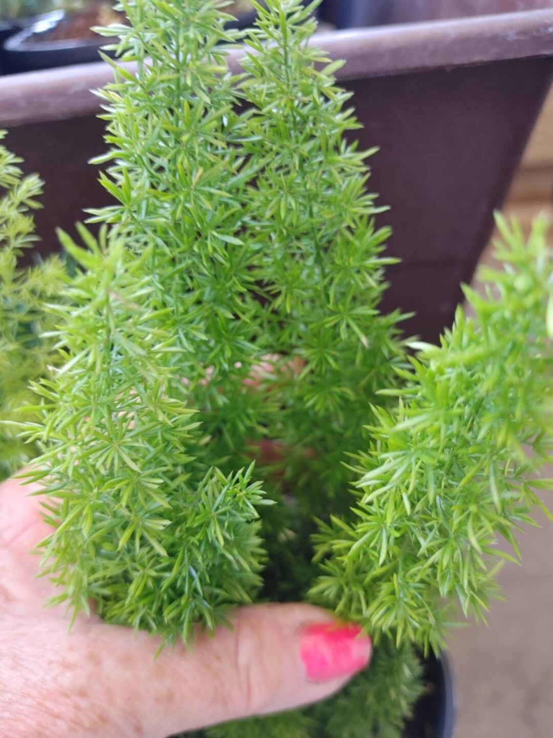 Small Foxtail Fern Asparagus Meyeri Fresh Live Plant Ships Bare Root
