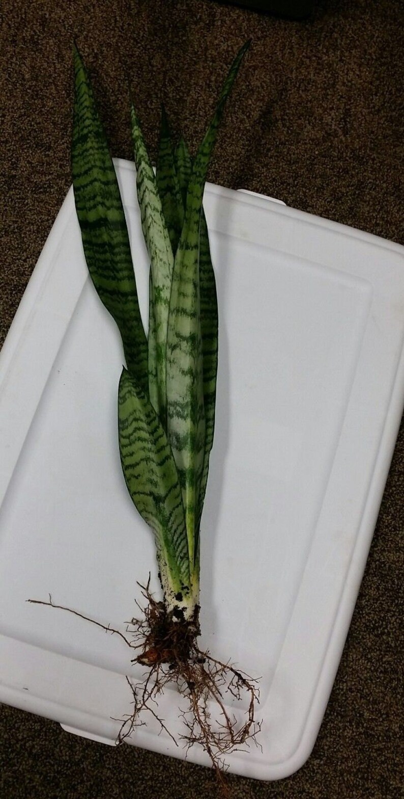 LARGE 20 Dark Green Snake Plant MotherInLaw�s Etsy