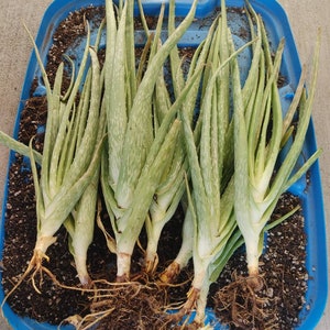 3 stalks-Barbadensis ALOE VERA 10" Tall Plus, Bare Root Ships Live Succulent Plant. Ships Priority mail