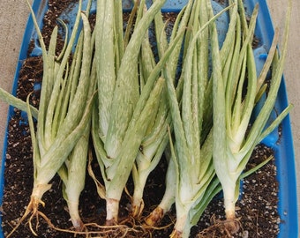 Medicinal Aloe Vera Plant (Barbadensis Miller) - 7-8 Inch Bare Root, Edible Gel, USA Grown