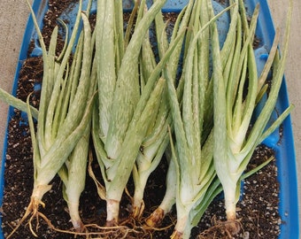 3 stalks-Barbadensis ALOE VERA 10" Tall Plus, Bare Root Ships Live Succulent Plant. Ships Priority mail