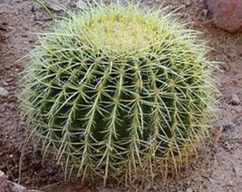 Golden Barrel Cactus- Echinocactus grusonii Cactus. Bare Root,  USPS priority shipping