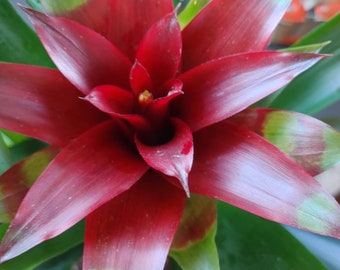 Blooming Bromeliad, Guzmania, Red Bloom, Live and Potted Tall. Lovely Bloom!!!