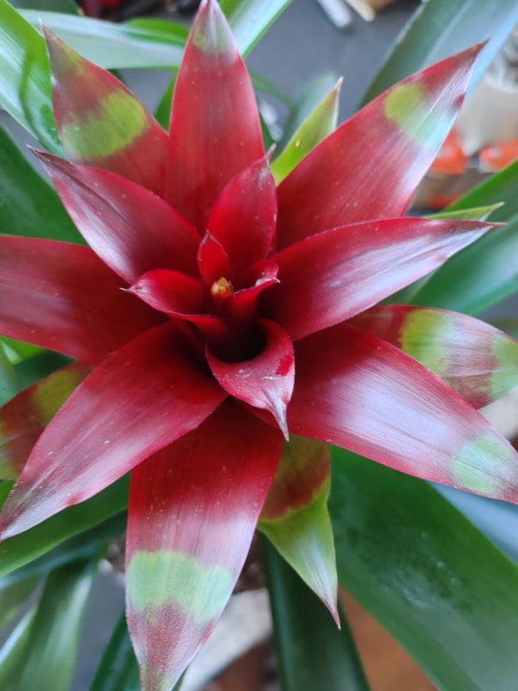 Bromelias en flor Guzmania Flor roja Viva y Potted Tall. - Etsy España