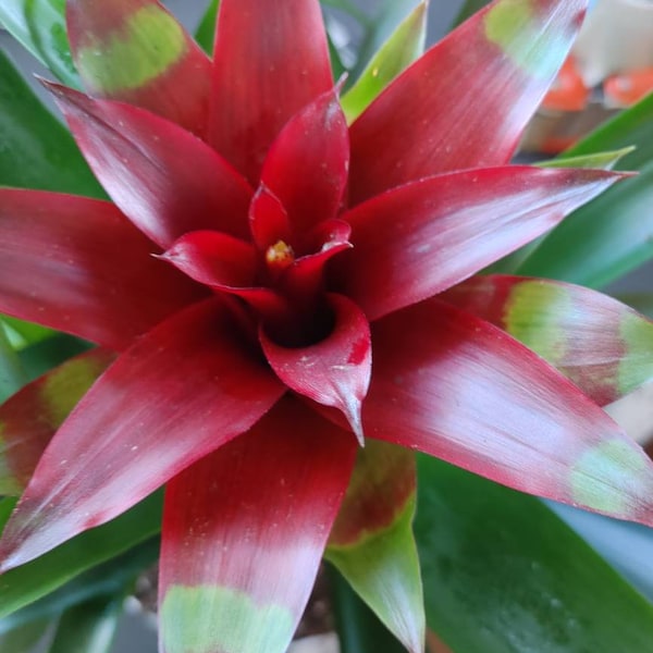 Blooming Bromeliad, Guzmania, Red Bloom, Live and Potted Tall. Lovely Bloom!!!