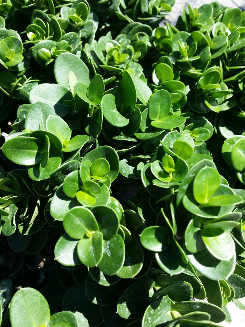 Carissa macrocarpa Boxwood Beauty Lovely rosettes leaves. Etsy.de