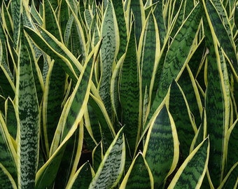 15"+ -Snake Plant, Mother-In-Law's Tongue - Sanseveria Healthy- Bare Root Plant ***FREE SHIPPING!