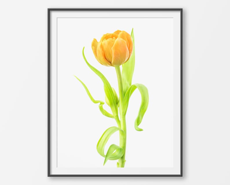Tulip Printable Wall Artwork, Orange Tulip Flower Images, Quick Down load, Spring Bouquets, Floral Print, Botanical, Kitchen area Decor picture about Tulip Printable identified as Tulip Printable Wall Artwork, Orange Tulip Flower Images, Instantaneous Down load, Spring Bouquets, Floral Print, Botanical, Kitchen area Decor