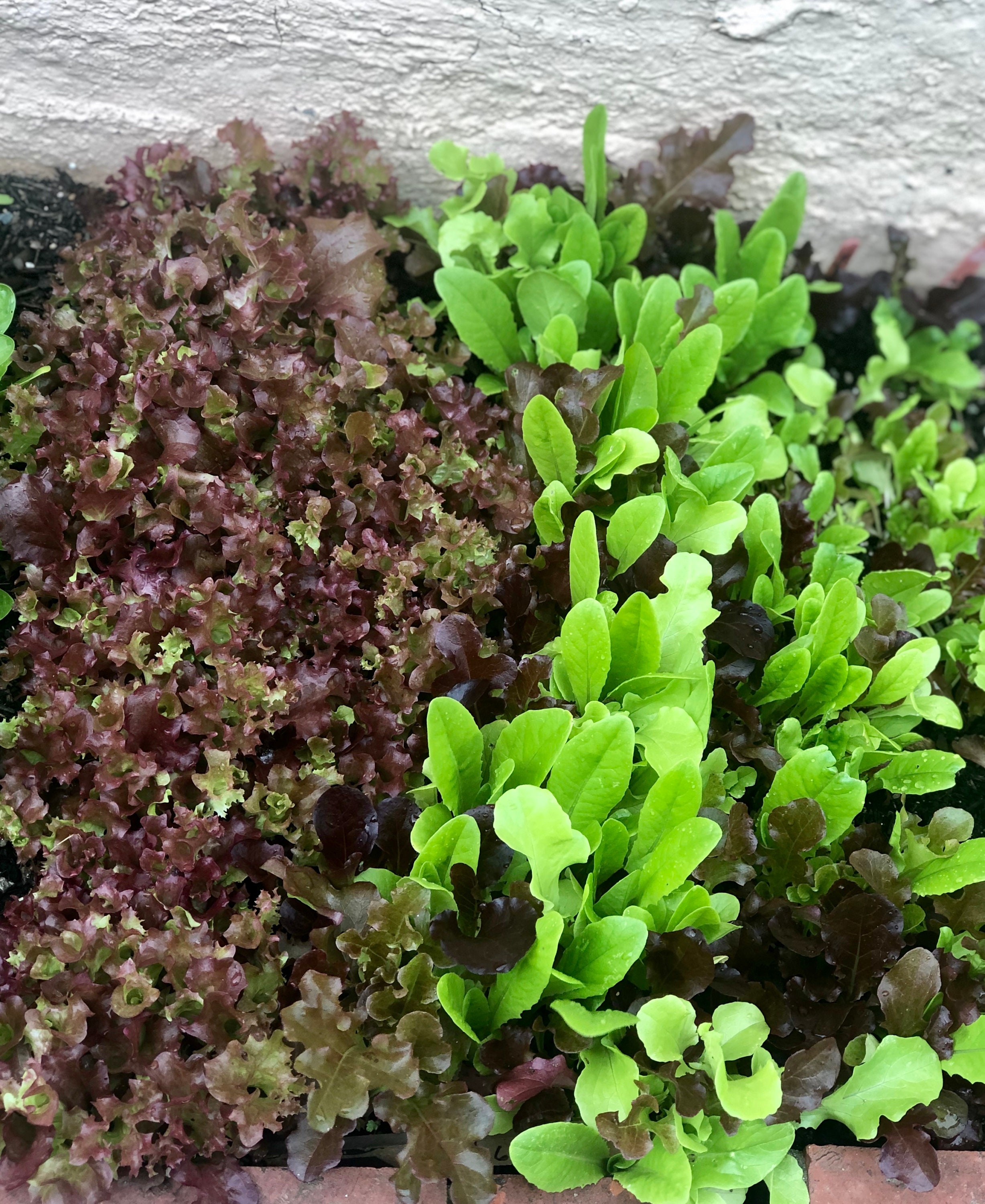 Mezcla De Semillas Para Una Ensalada Un Montón De Semillas Mixtas Aisladas Sobre Fondo Blanco 30745667