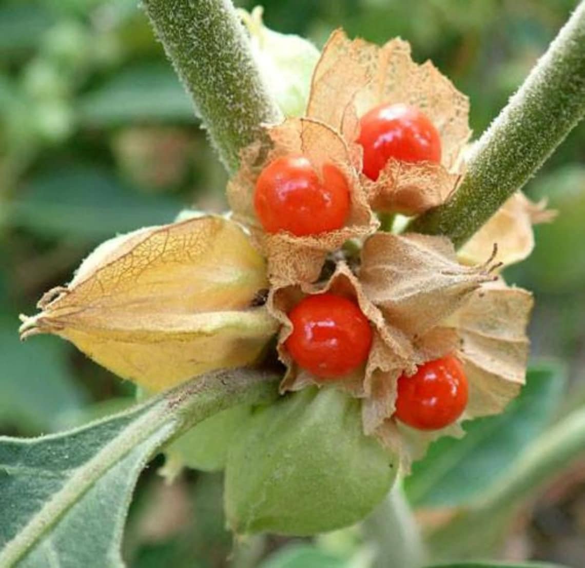 500 Seeds Withania somnifera ashwagandha Indian ginseng Etsy