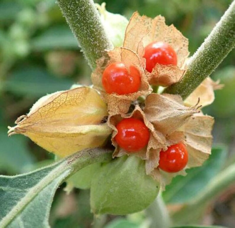 500 Seeds Withania somnifera ashwagandha Indian ginseng Etsy