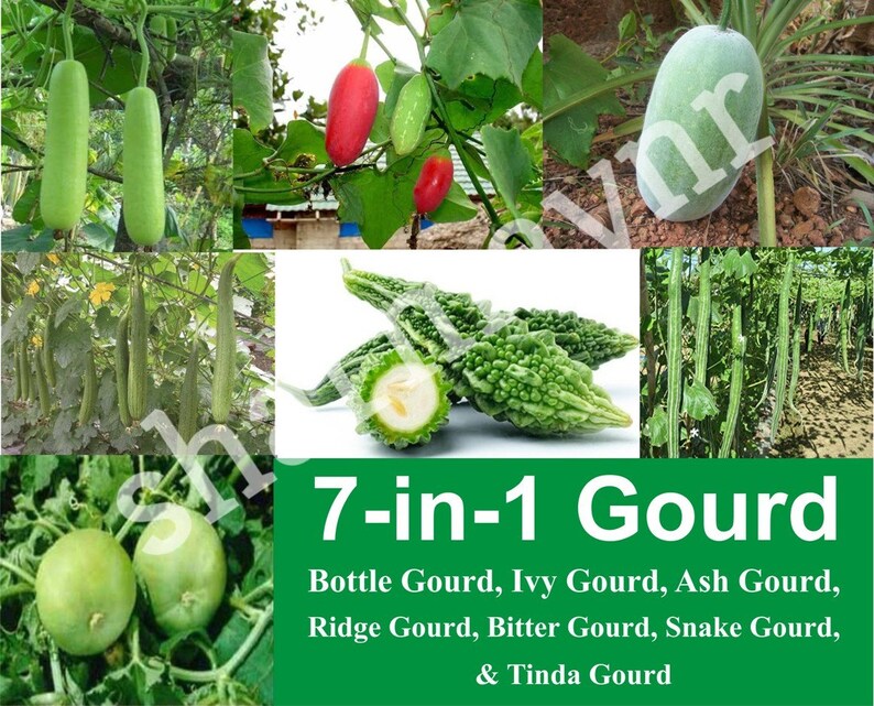 7 In 1 Gourd Seeds Bottle Ivy Ash Ridge Bitter Snake & Etsy