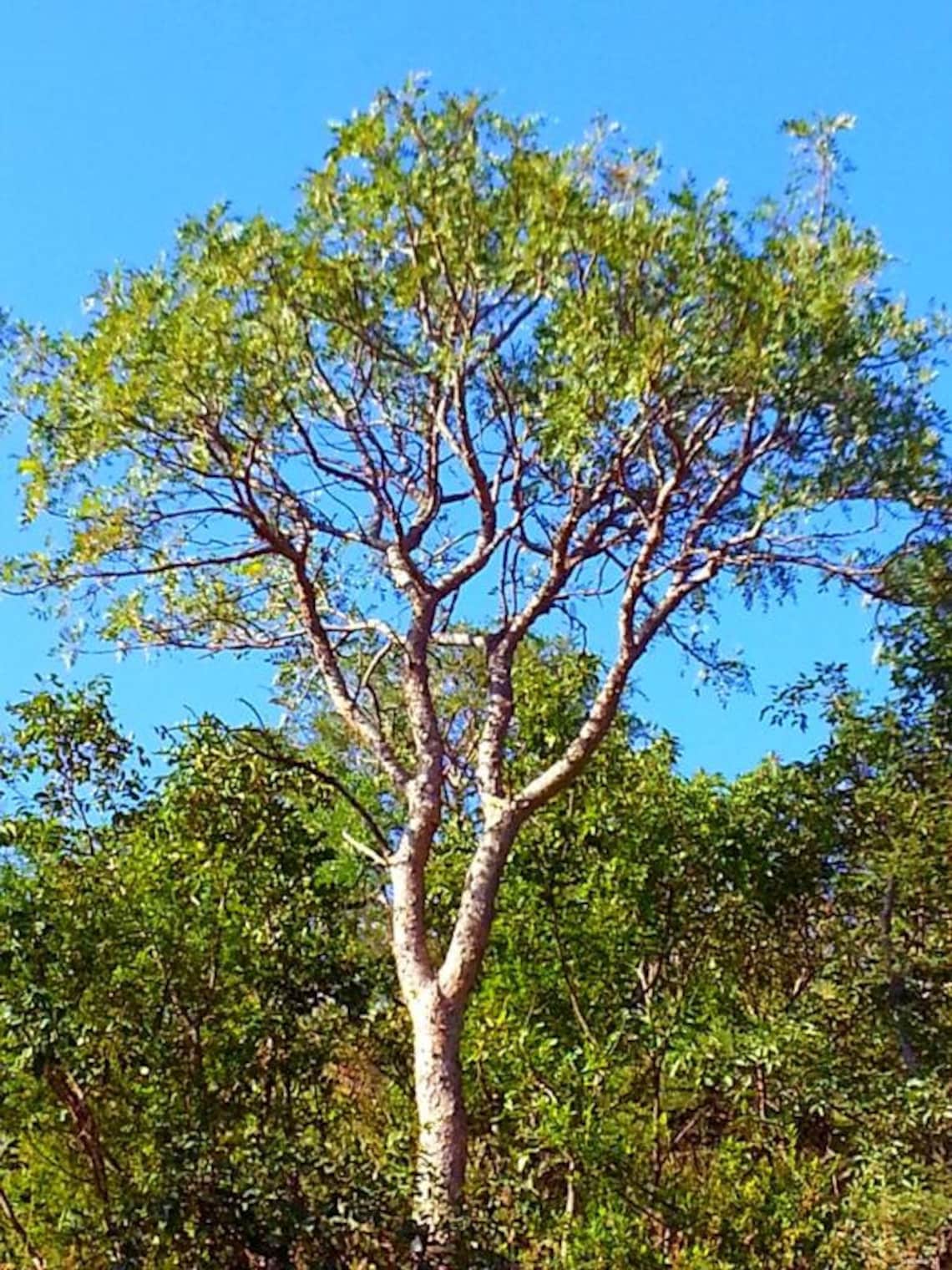 Boswellia Serrata Seeds Indian Frankincense Tree Seeds | Etsy