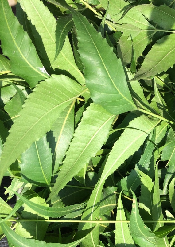 1 Oz Naturally Grown Neem Tree Leaves Neem Leafs Neem Herb Etsy