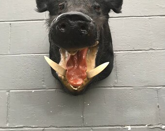 Mounted Boars Head Etsy