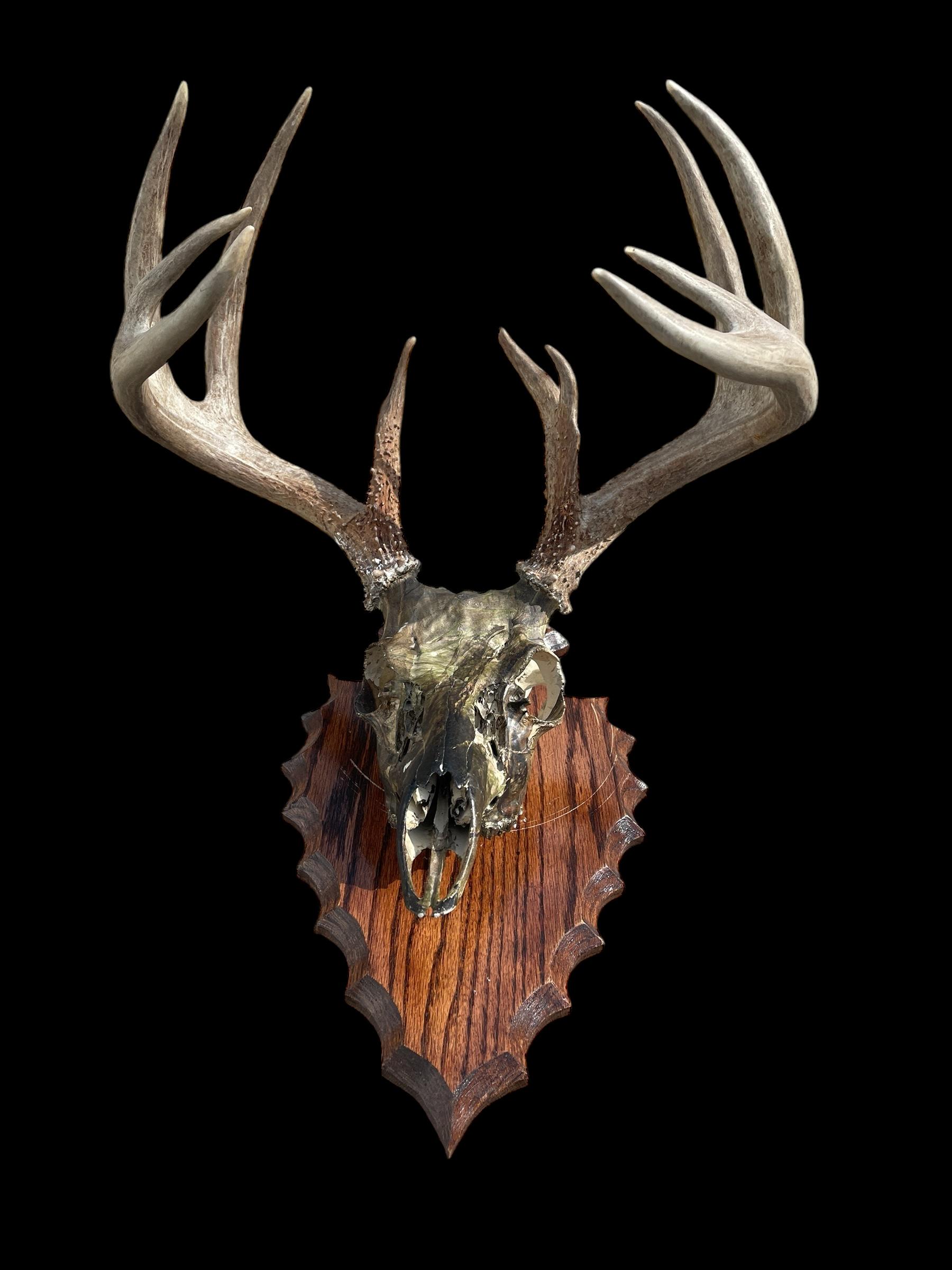 Taxidermy, Nice 11 Point Whitetail DEER Full Skull Camo Dipped and