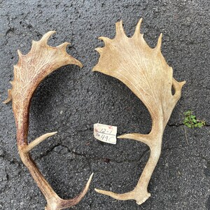May include: Two large, naturally shed antlers with a light brown color and intricate branching patterns. The antlers are lying on a dark gray asphalt surface. A small tag with handwritten text is visible.