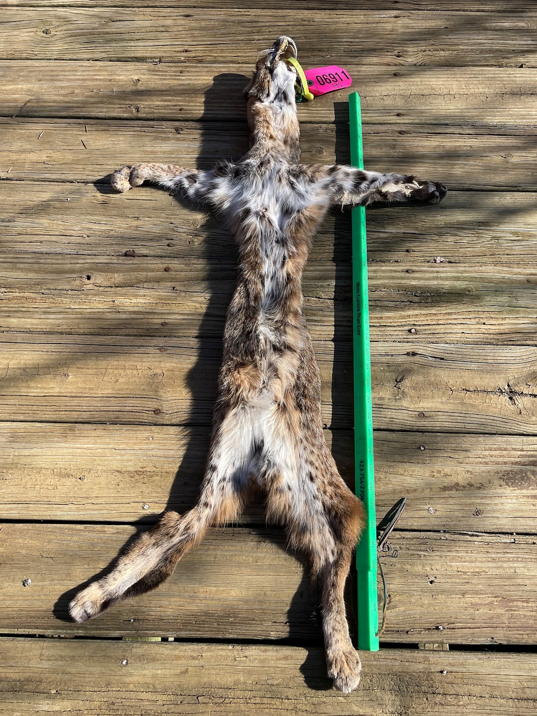 TAXIDERMY Large Tanned BOBCAT Fur/hide/skin/pelt/ All Feet/ Etsy