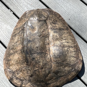 May include: A weathered turtle shell with a mottled pattern of brown, tan, and black. The shell's surface is textured, showing the individual plates that make up its structure. The shell is oval-shaped and appears to be a natural artifact.