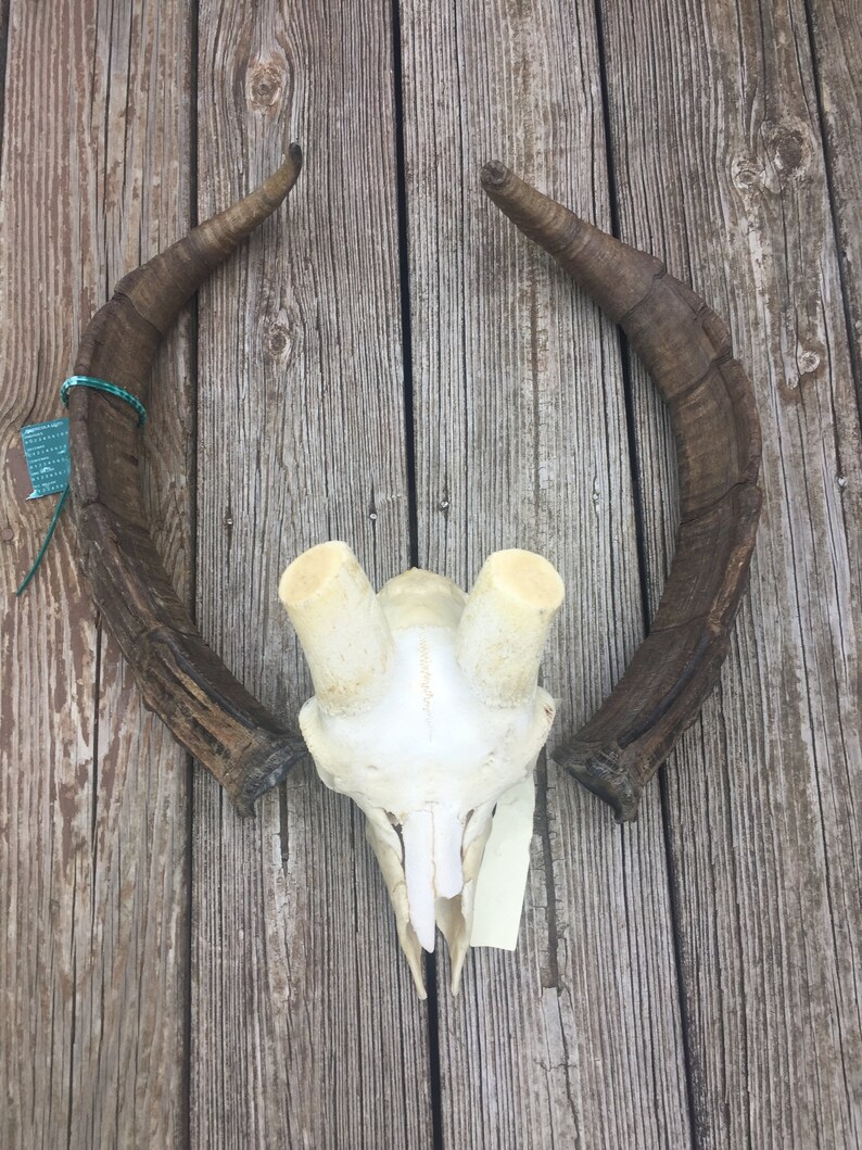 RARE* Gredos Ibex Full Skull European Taxidermy Log Cabin Hunting Lodge Decor