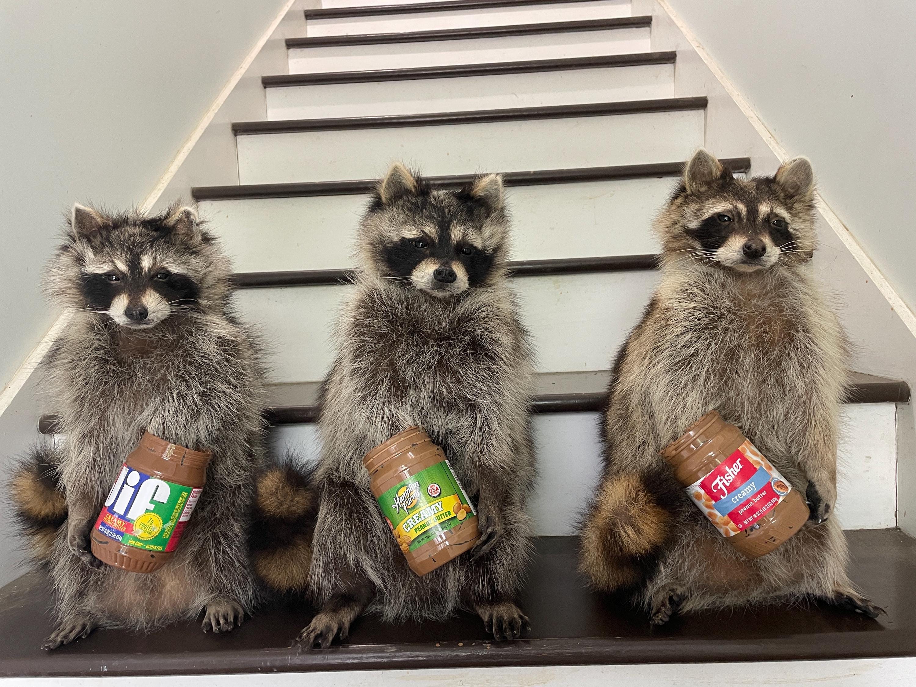One ( 1) Taxidermy Nice Lifesize PEANUT BUTTER RACCOON, Log Cabin  display picture 1